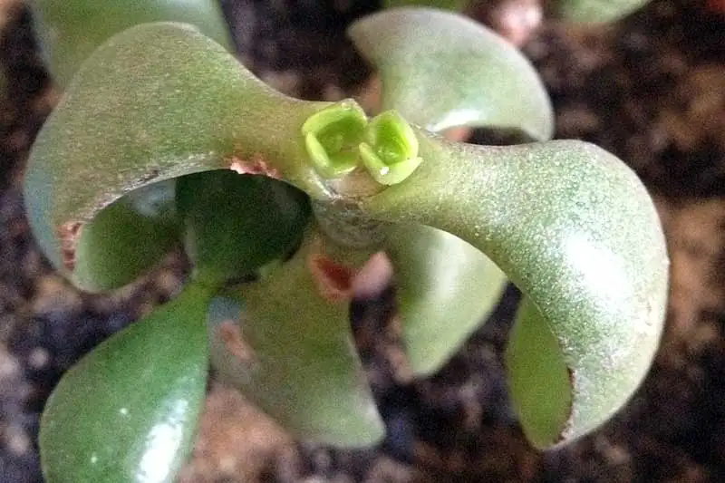 jade plant pruning node close-up