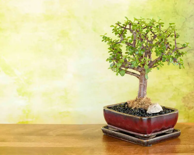 jade plant bonsai styles lineup