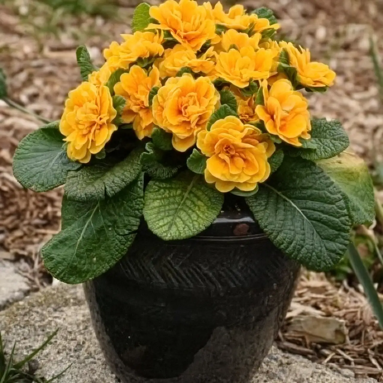 primrose repotting root crown above soil