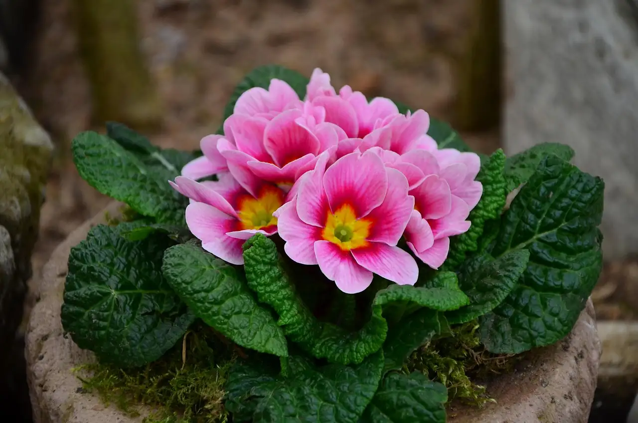 primrose deadheading scissors remove spent blooms
