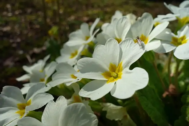 primrose bottom watering tray method