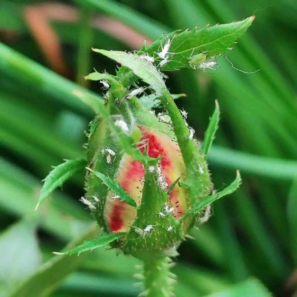 primrose aphids on flower buds close up