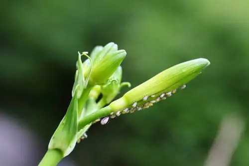 primrose aphids on flower buds