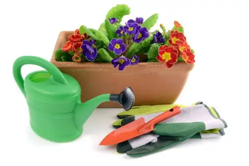 primrose spaced pots with fan