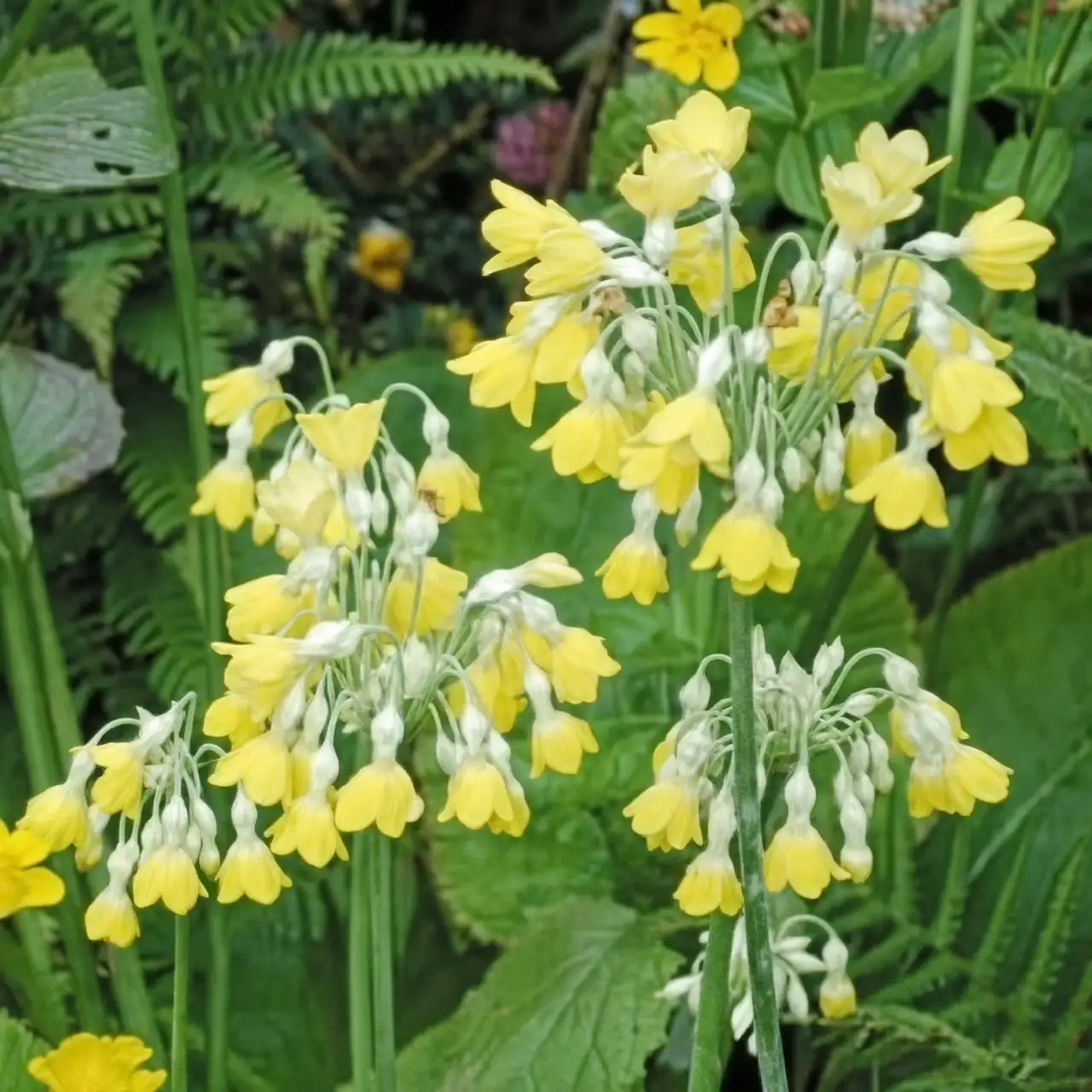 primula yunnan alpine stream