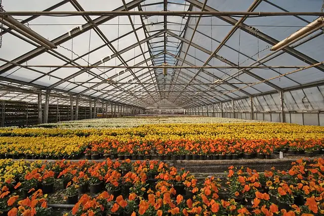 primrose greenhouse nursery benches
