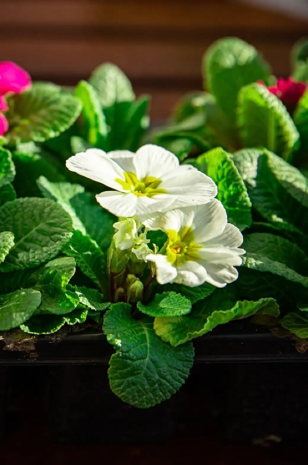 primrose deadheading hands