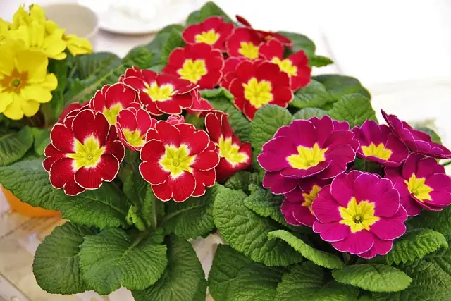 Primula malacoides windowsill pot