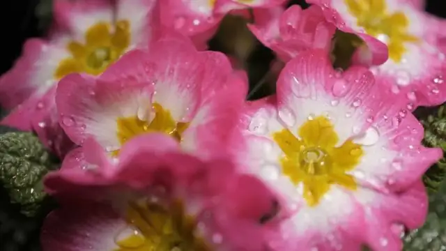 primrose distylous flower macro