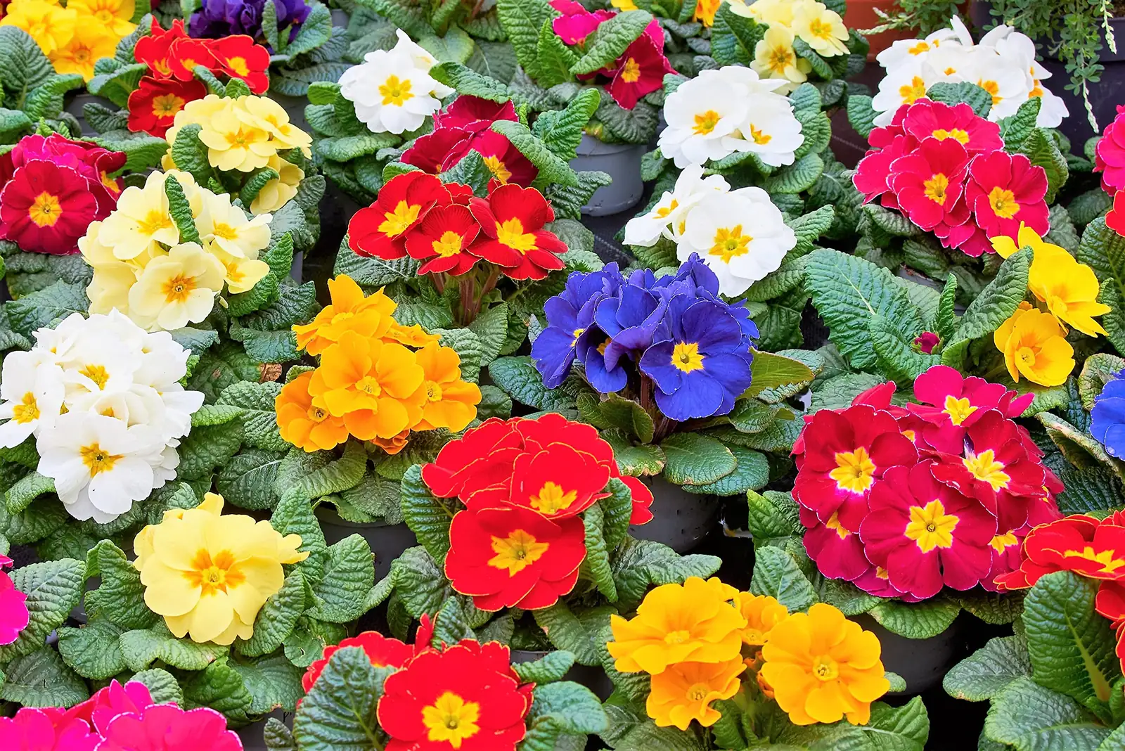 primrose mixed planting pollinators