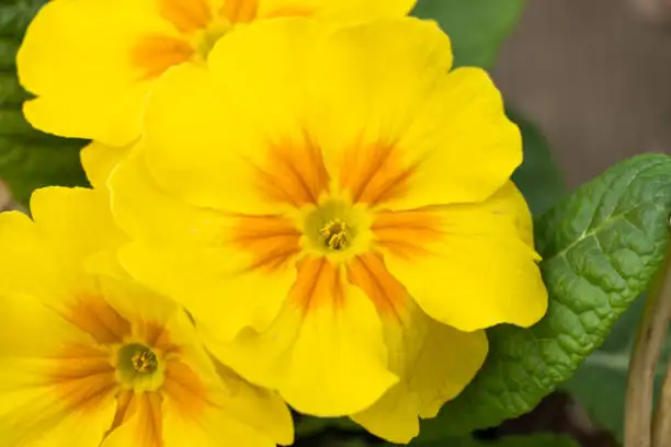 primrose mixed colors close-up