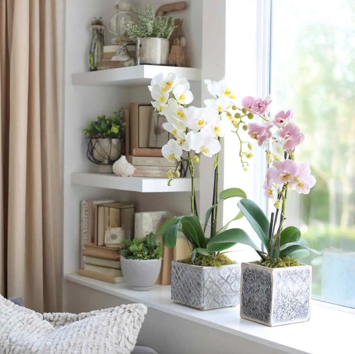 primrose potted living room shelf
