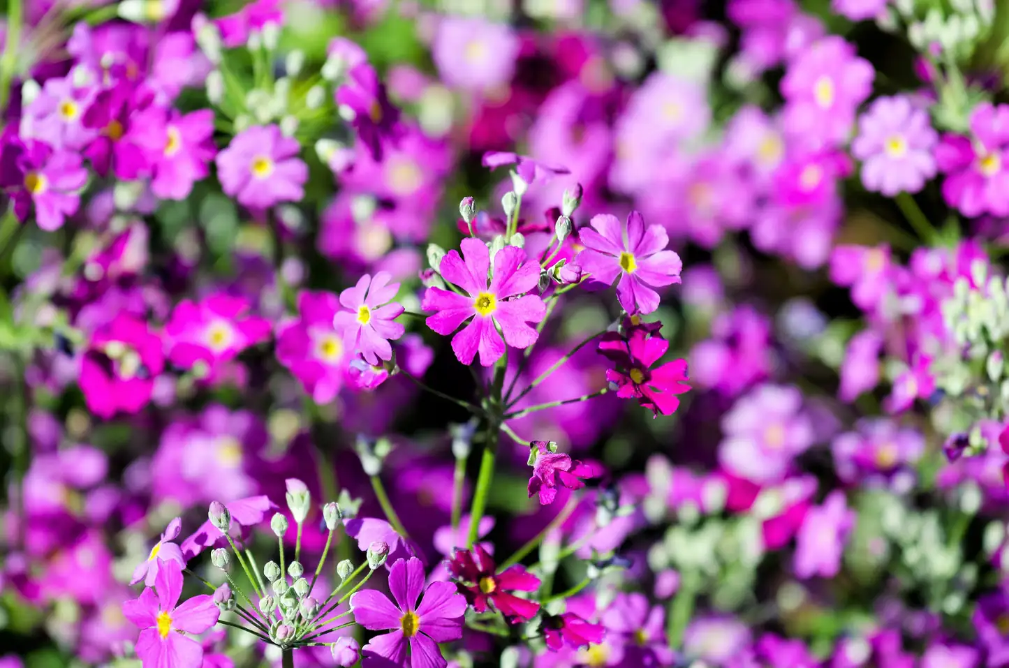 primrose pink purple white row