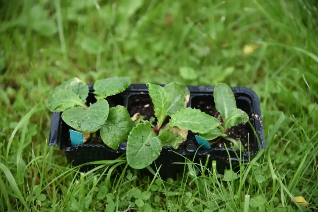 primrose seeds surface sowing tray