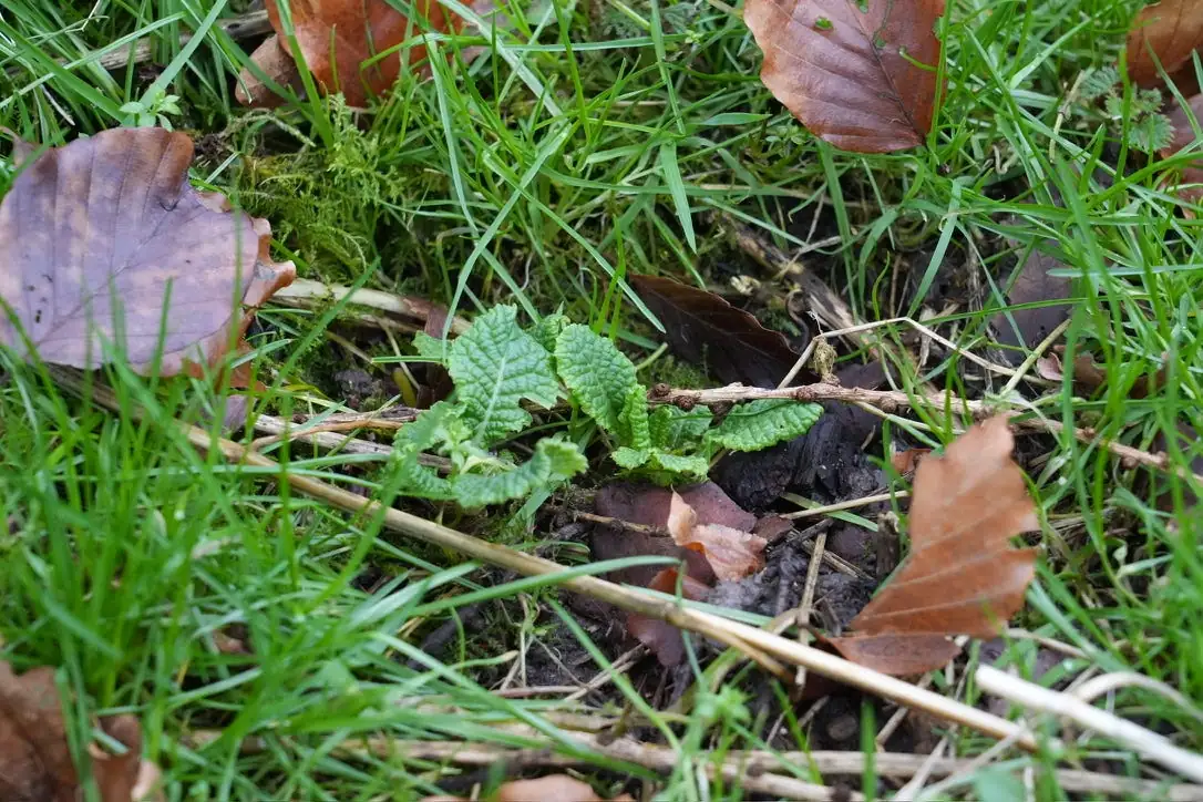 primrose clump division roots