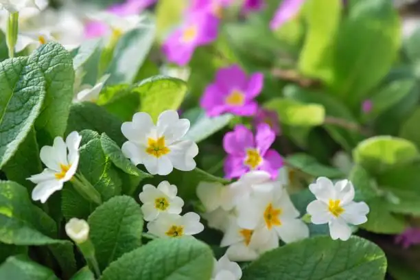 primula malacoides flower closeup