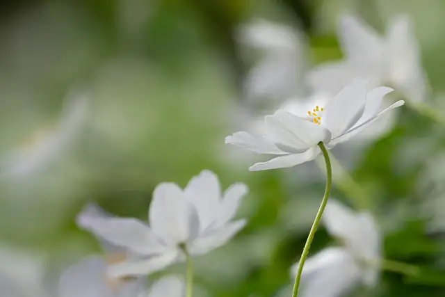 anemone hupehensis woodland border
