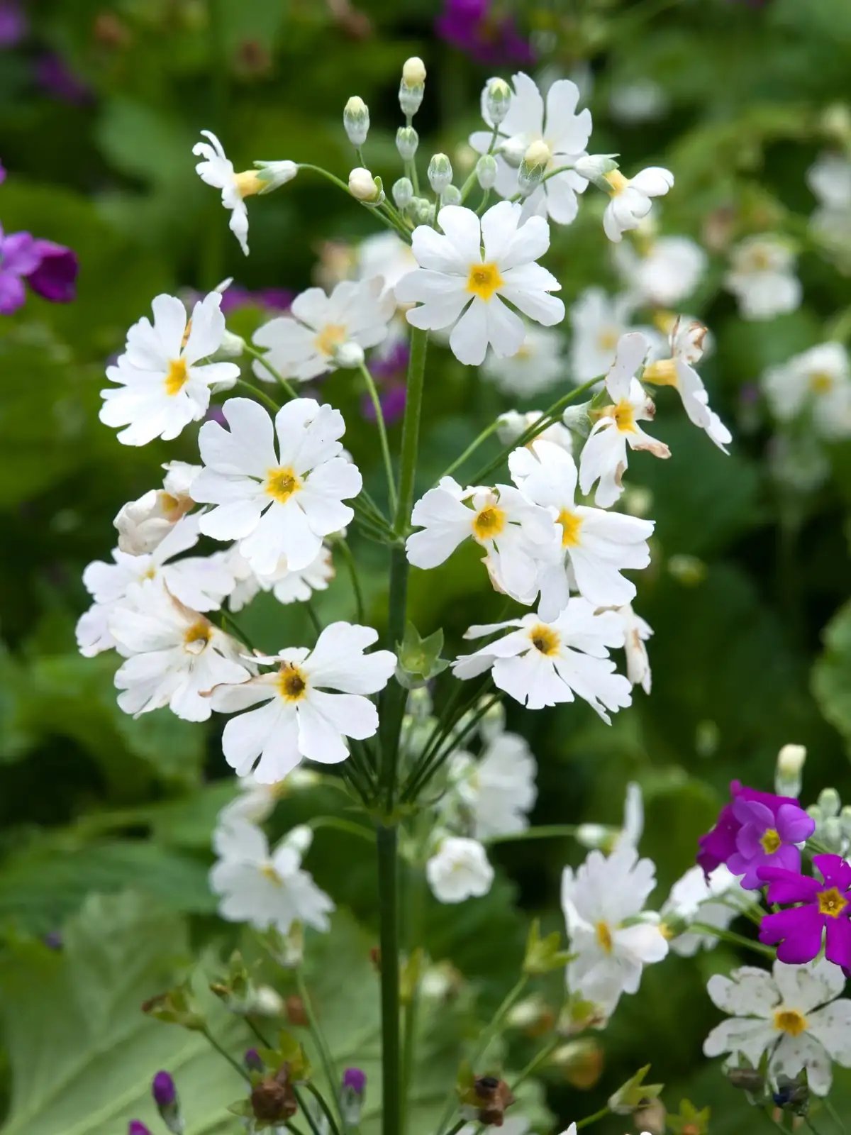 primula malacoides flower buds close-up