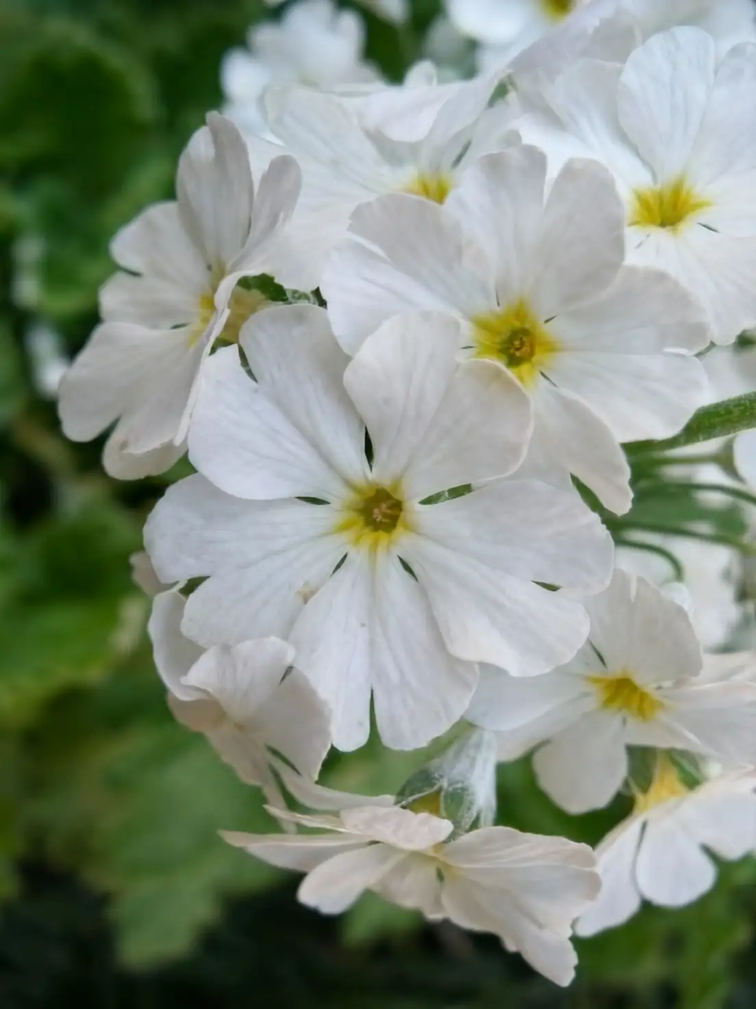primula malacoides watering soil close-up