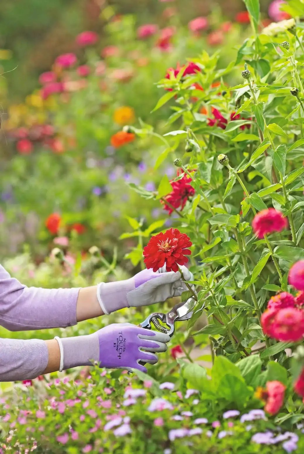 pruning primrose with nitrile gloves