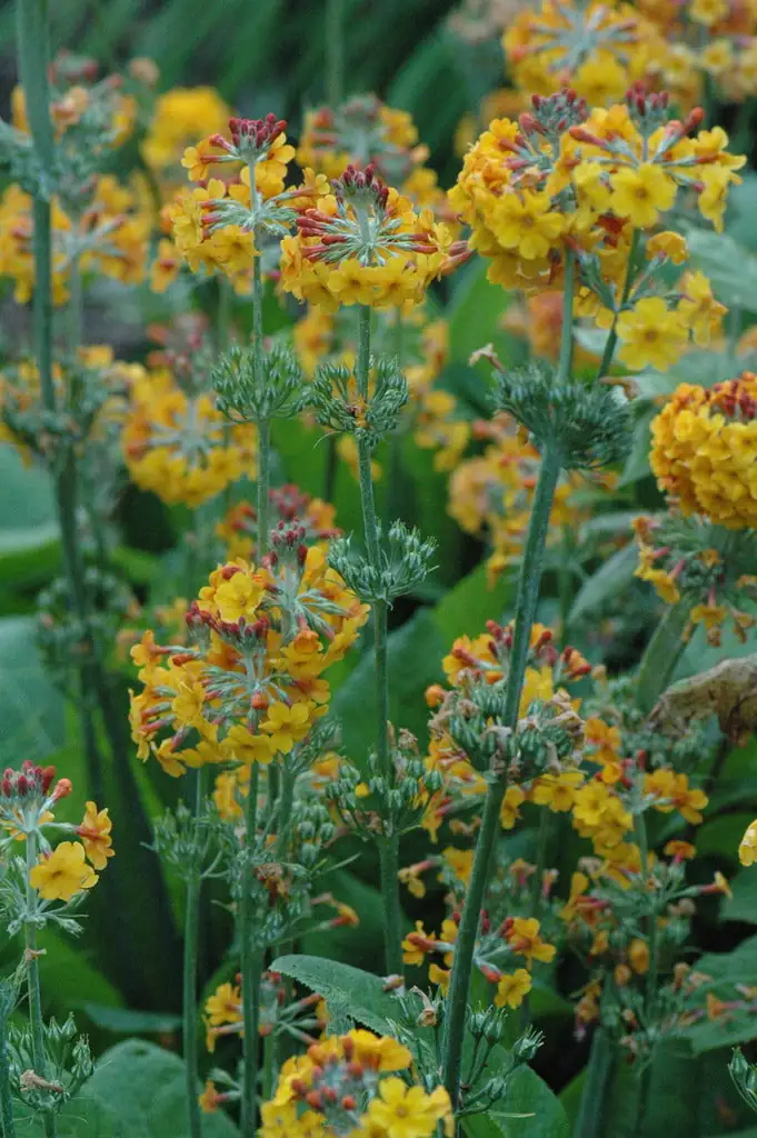 candelabra primrose tiered blooms