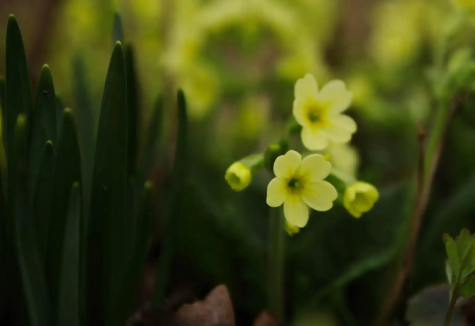primrose leaves buds inspection hand