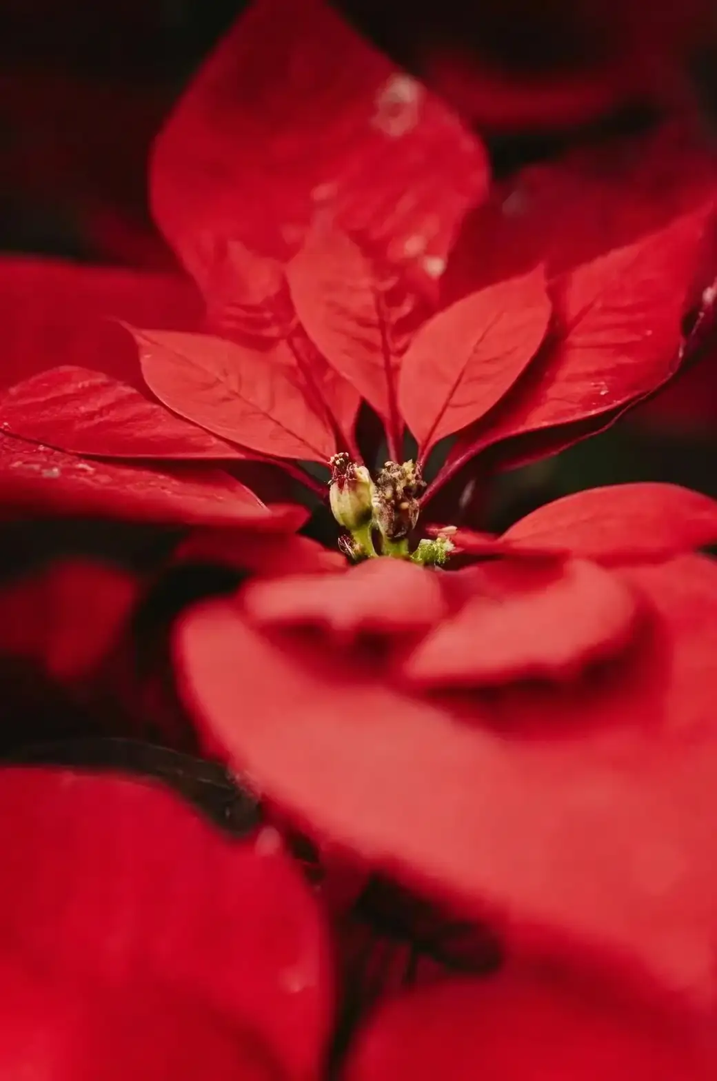 poinsettia bracts and cyathia close-up