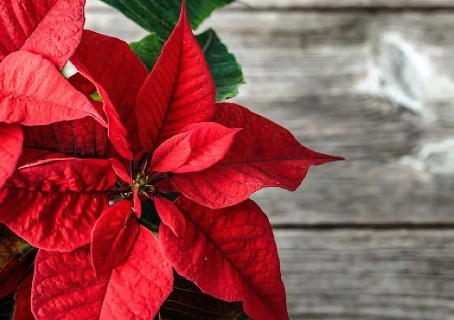 poinsettia blackout box at night