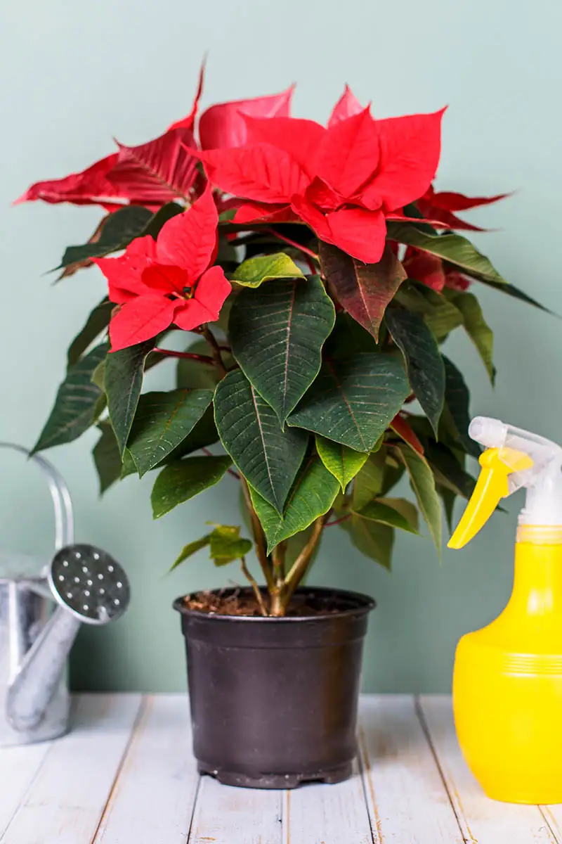 poinsettia watering soil close-up