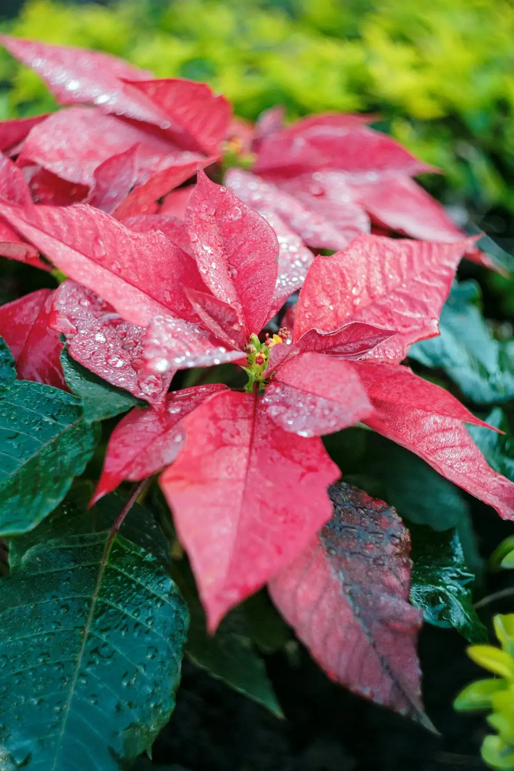 poinsettia whiteflies on leaf close-up