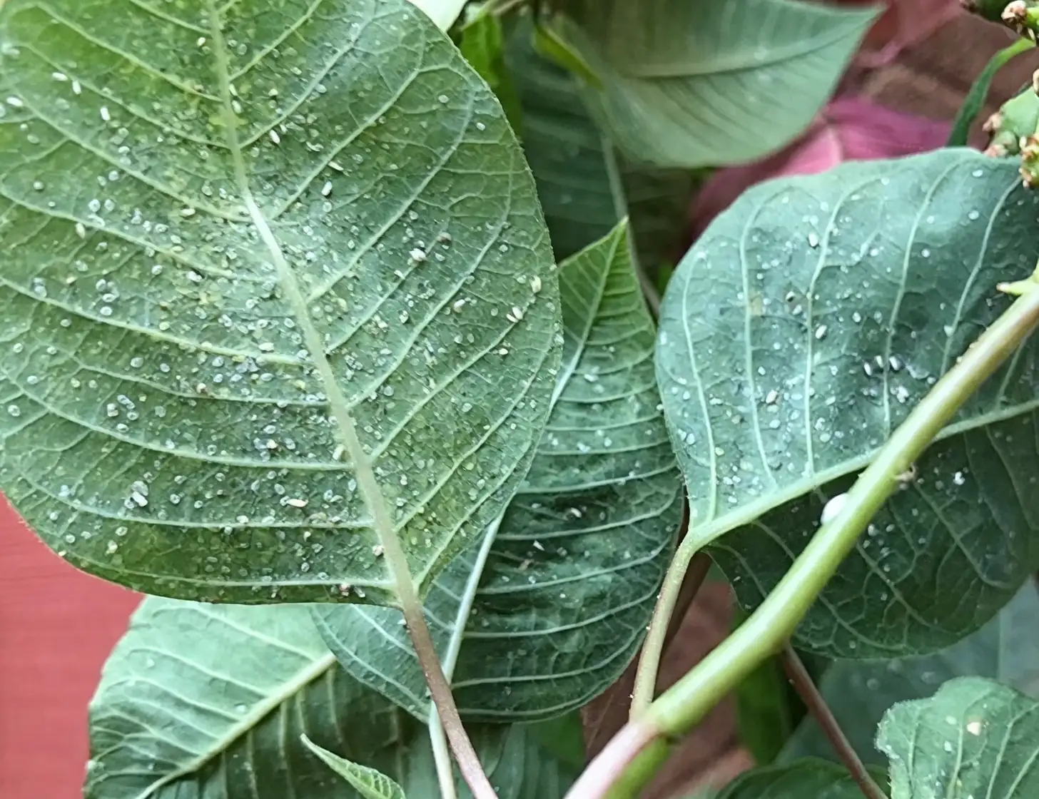 poinsettia spider mites webbing
