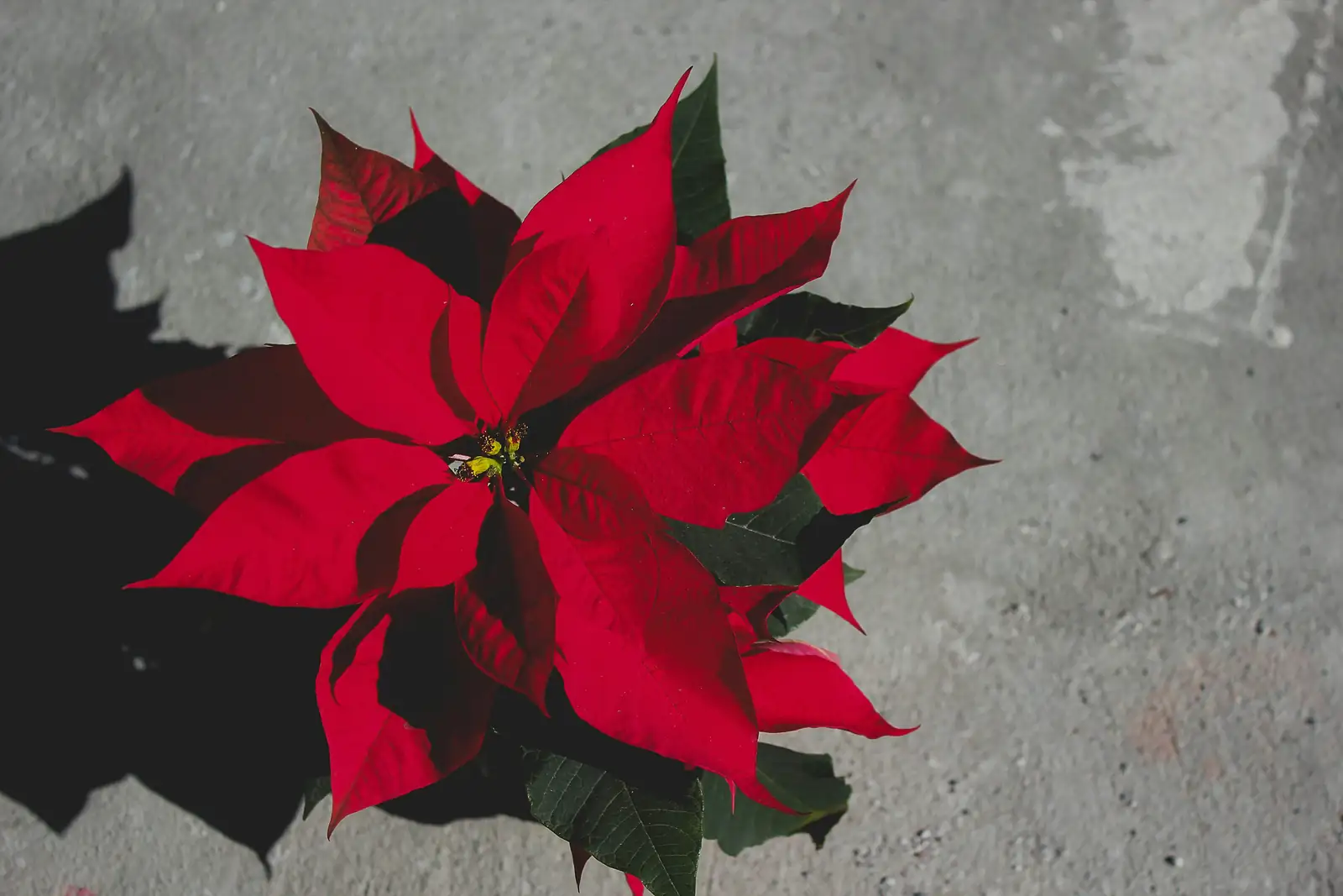 poinsettia wild Mexico hillside