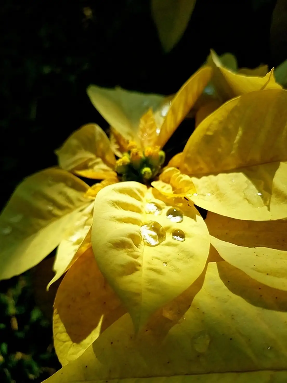 poinsettia cyathia yellow glands close-up
