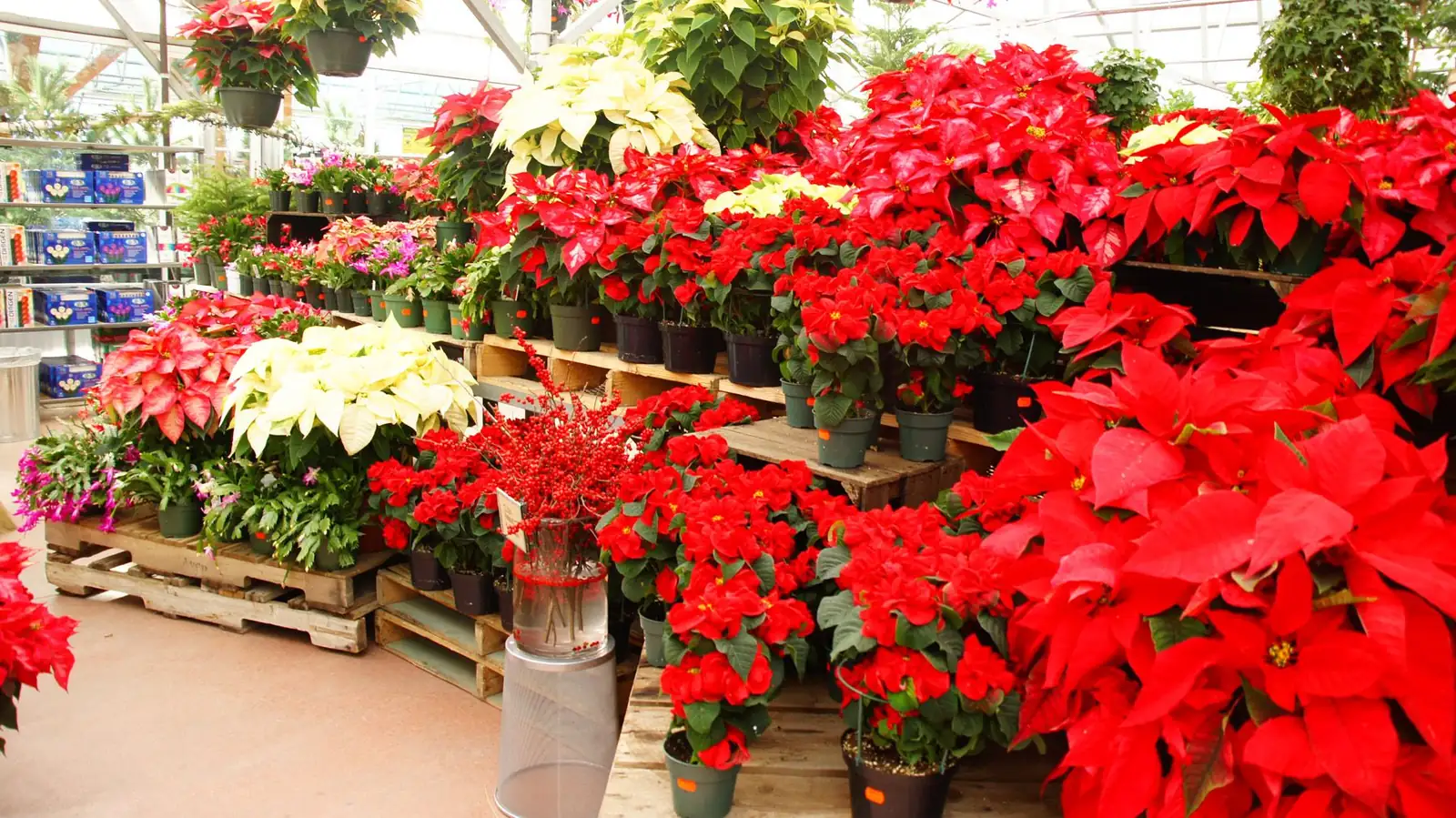 poinsettia varieties greenhouse display