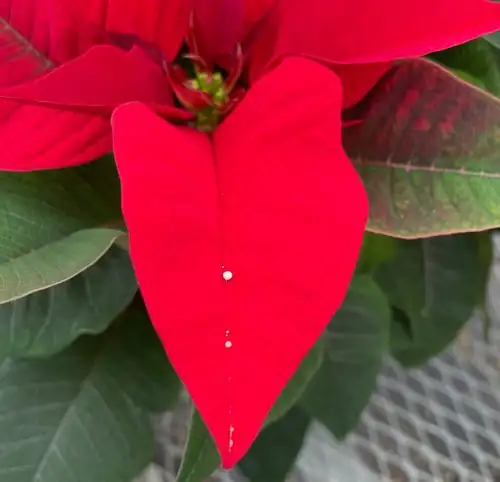 poinsettia pruning latex gloves