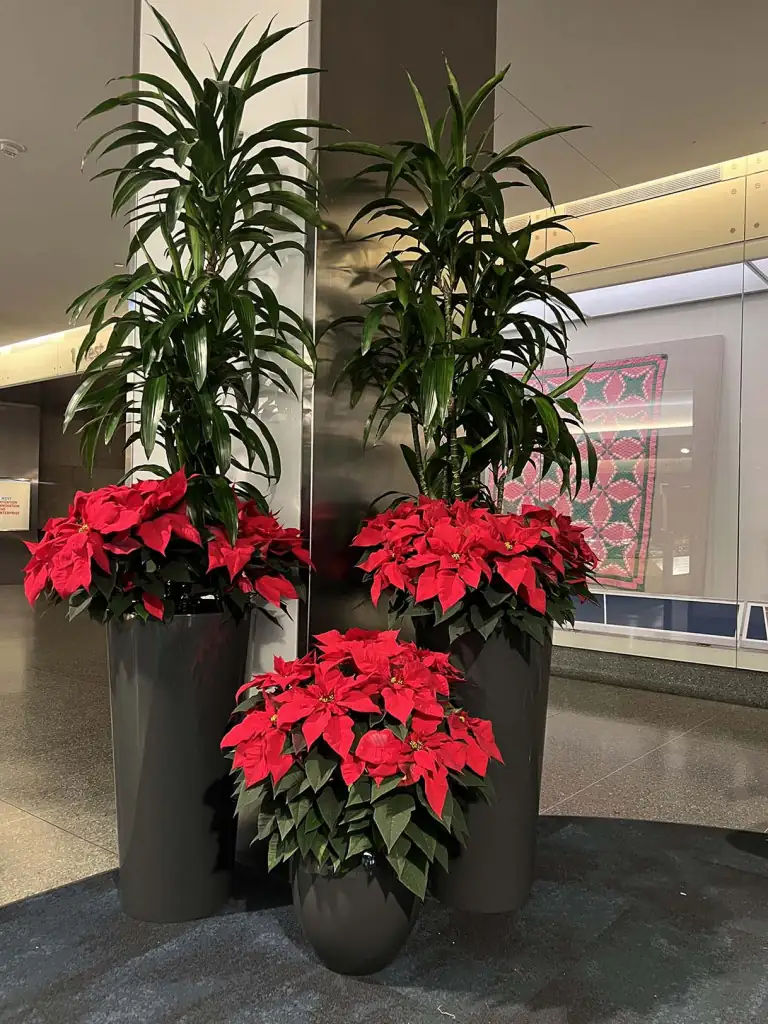poinsettia covered with black cloth
