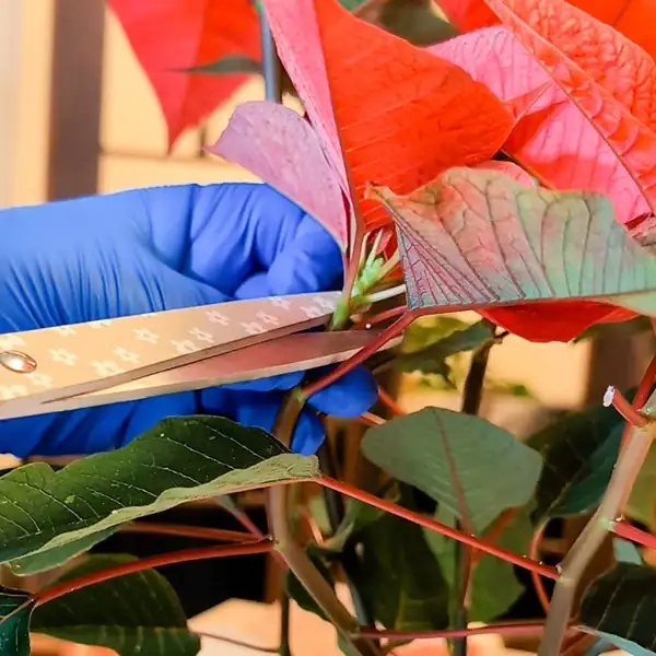 poinsettia pruning milky sap gloves