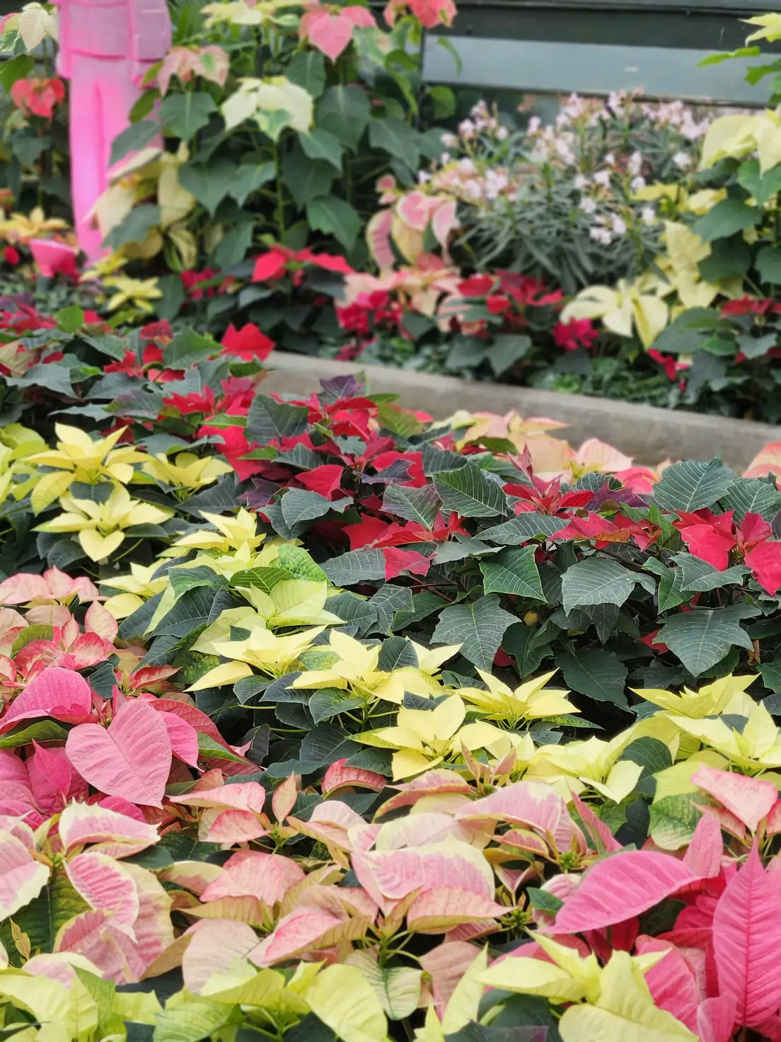 poinsettia varieties red pink white