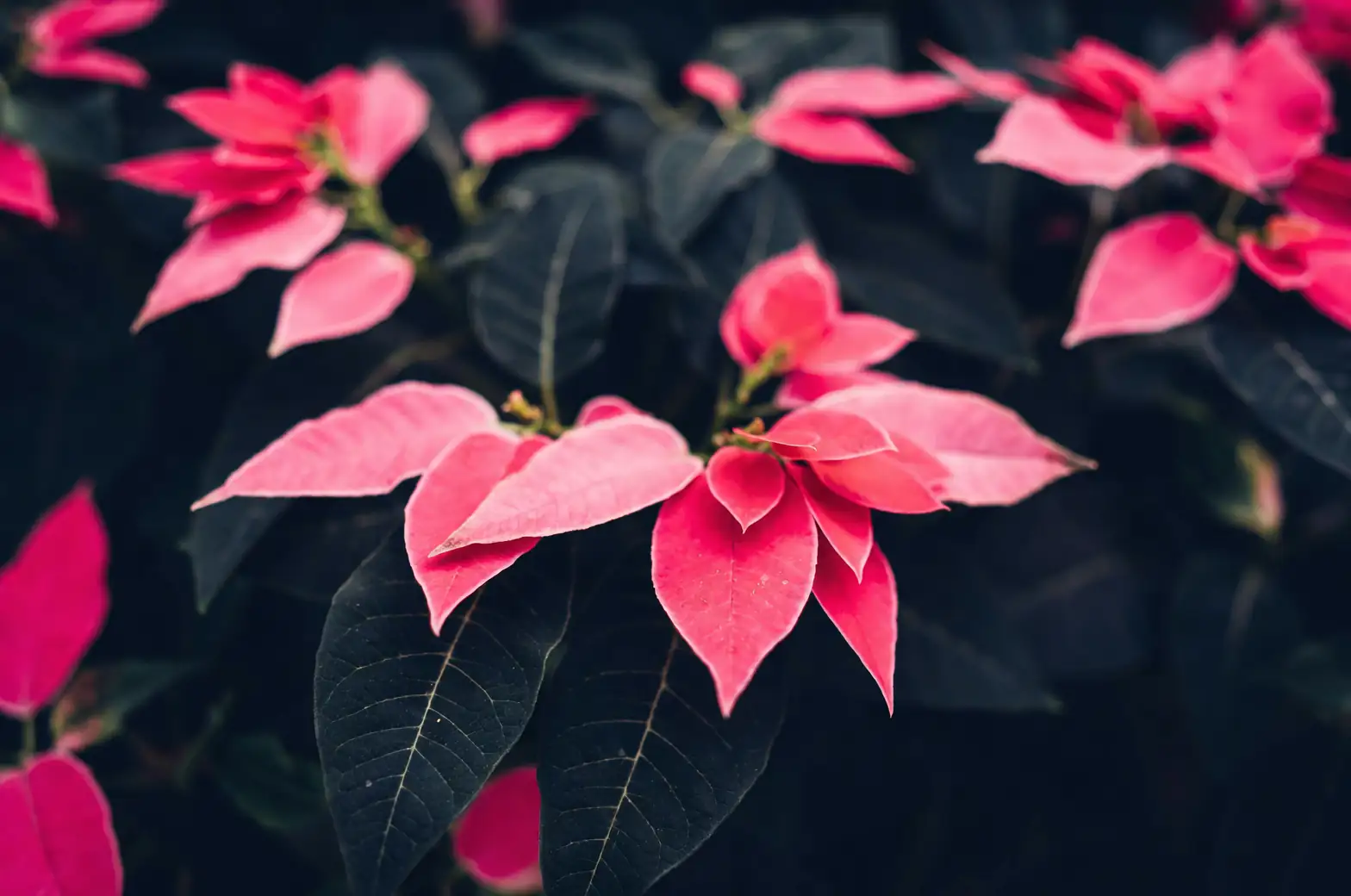 poinsettia bracts cyathia close-up