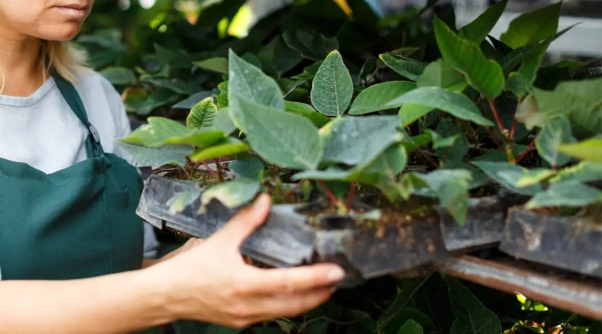 poinsettia propagation tray sand