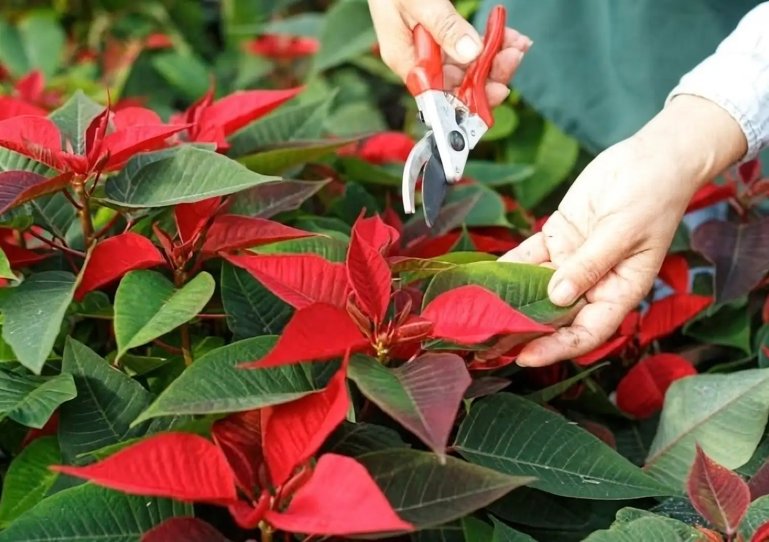 poinsettia pinching hands