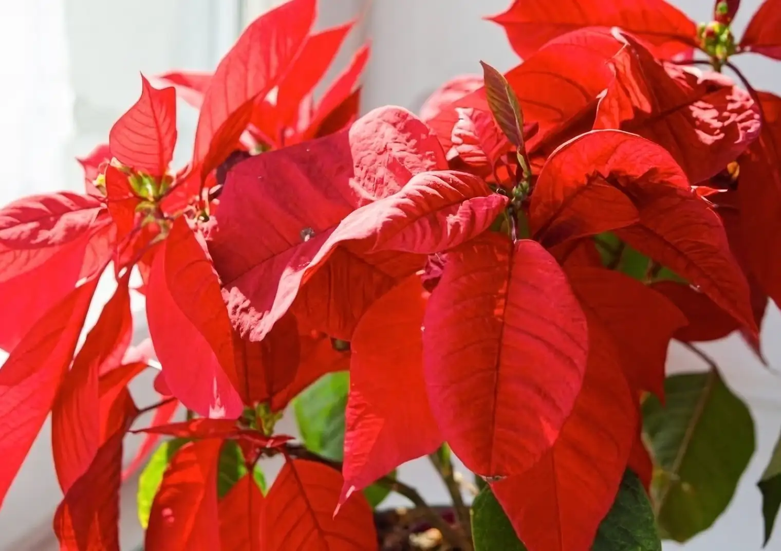poinsettia blackout box indoors