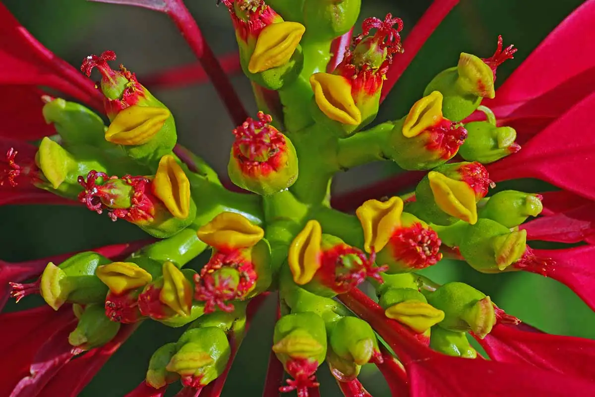 poinsettia bracts flower close-up