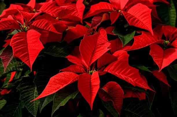poinsettia greenhouse uniform red rows
