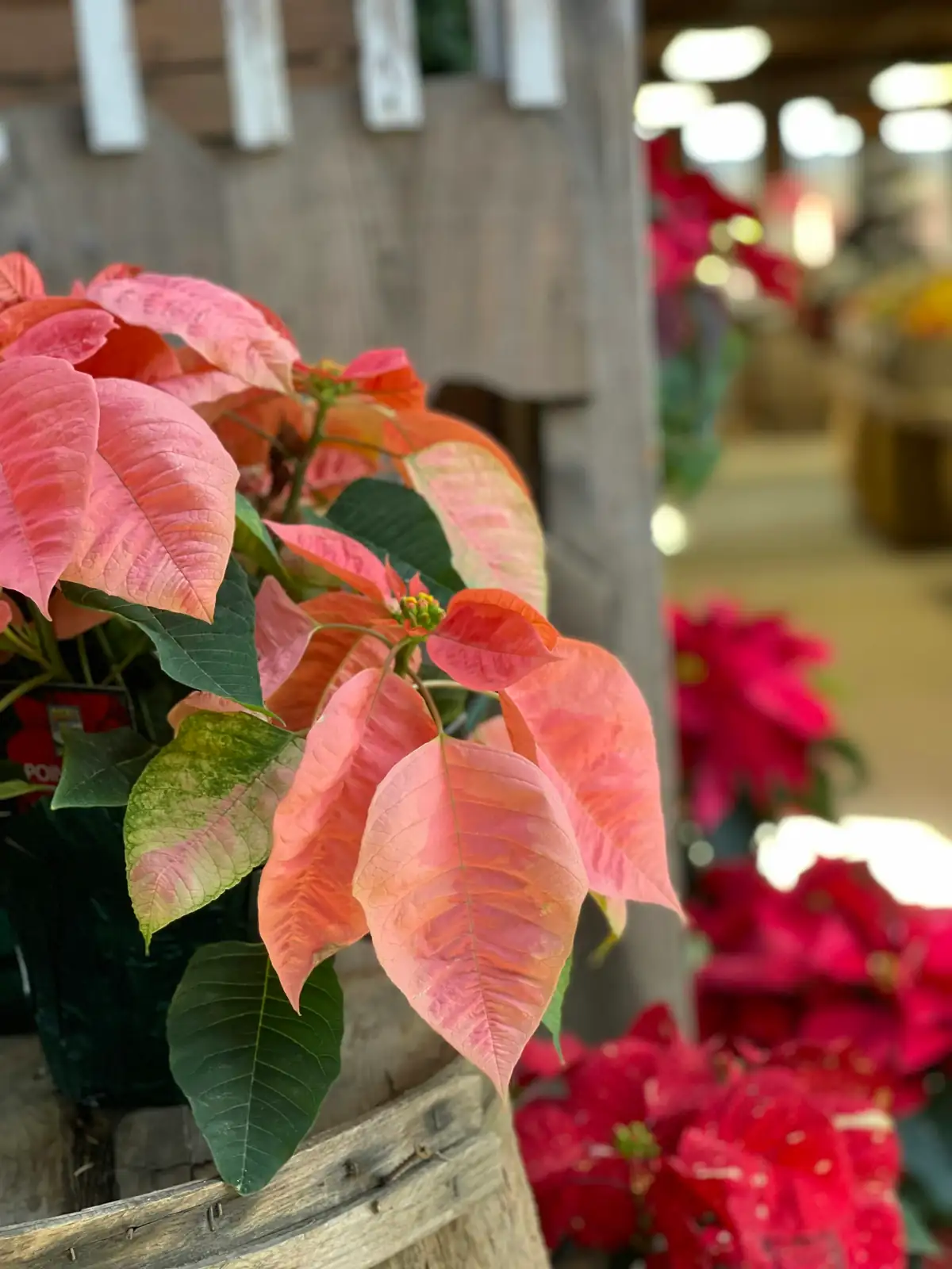 poinsettia varieties red pink marble