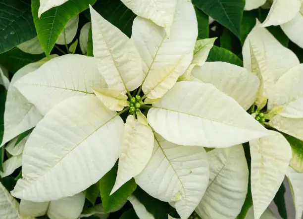 poinsettia cyathia healthy close-up