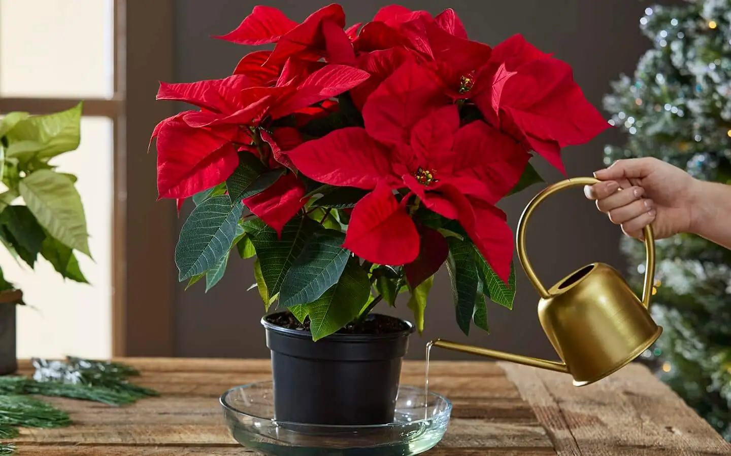 poinsettia bright window watering