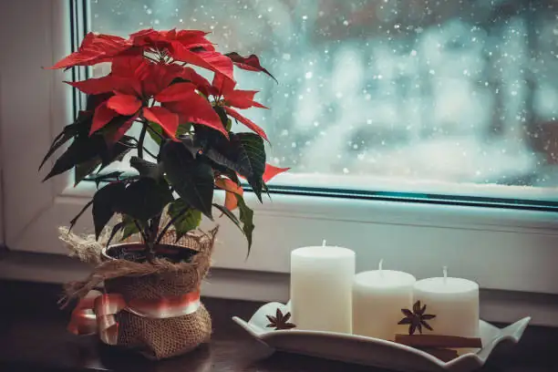 poinsettia centerpiece floral foam