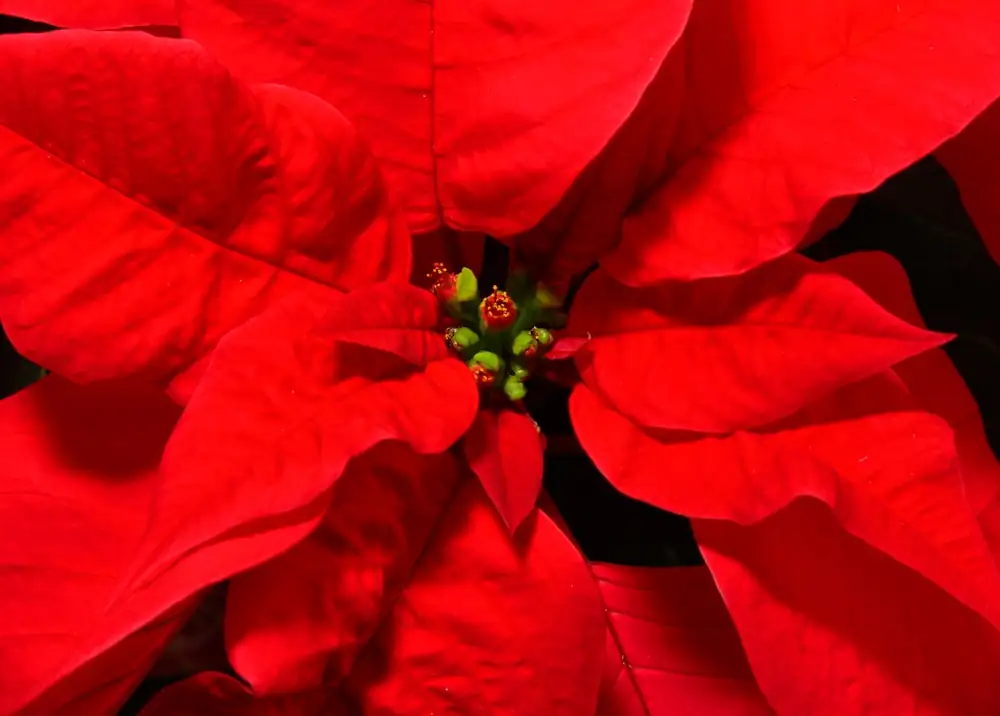 poinsettia bracts cyathia close-up