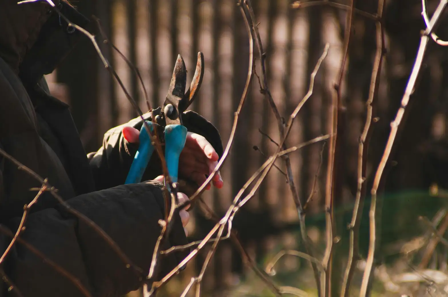 poinsettia pruning shears